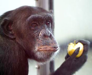 coffee_4_missions_chimp_apple